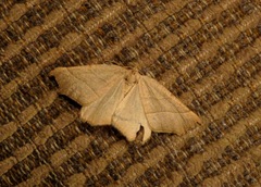 Tetracis jubararia