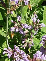 Apis mellifera
