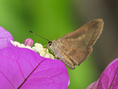 Synapte pecta
