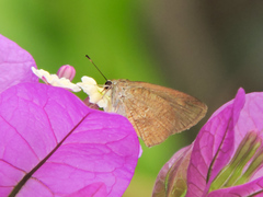 Synapte pecta