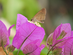 Synapte pecta