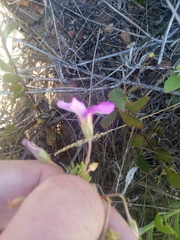 Oxalis bifida