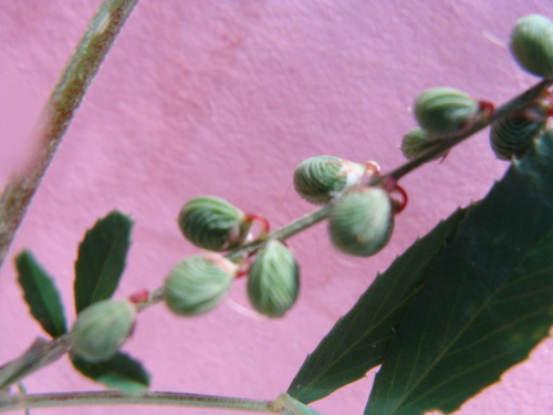 Image of Melilotus segetalis by (c) Abdenour Kheloufi, some rights reserved (CC BY)