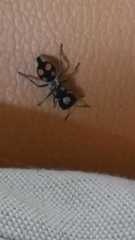 Pseudomethoca hilaris