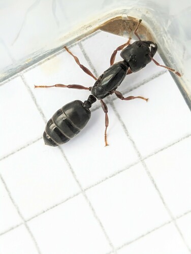Crematogaster depressa