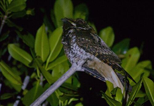 Yucatan Nightjar (Antrostomus badius)