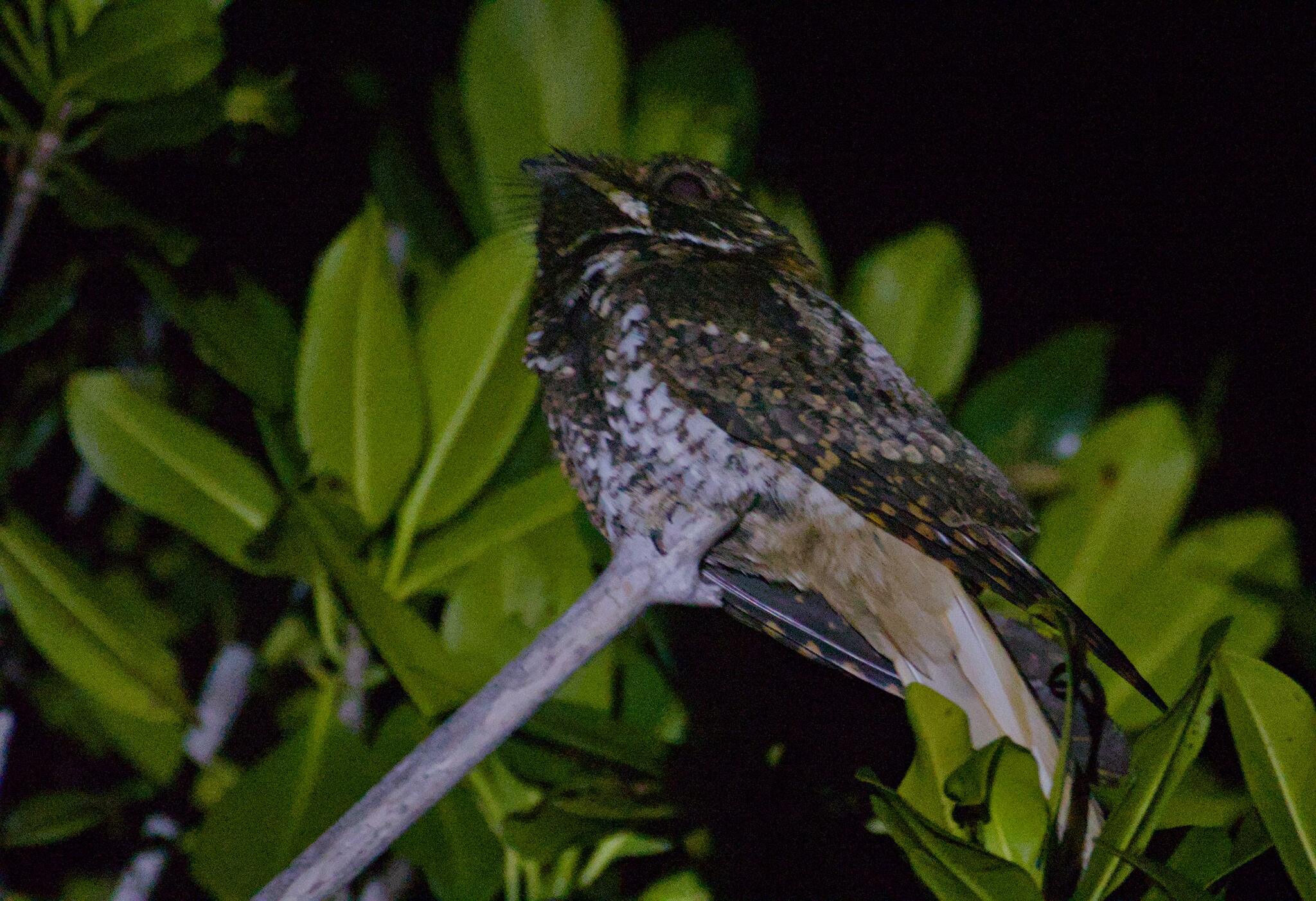 Yucatan Nightjar (Antrostomus badius), photo 1