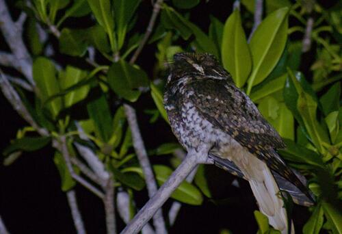 Yucatan Nightjar (Antrostomus badius), photo 2