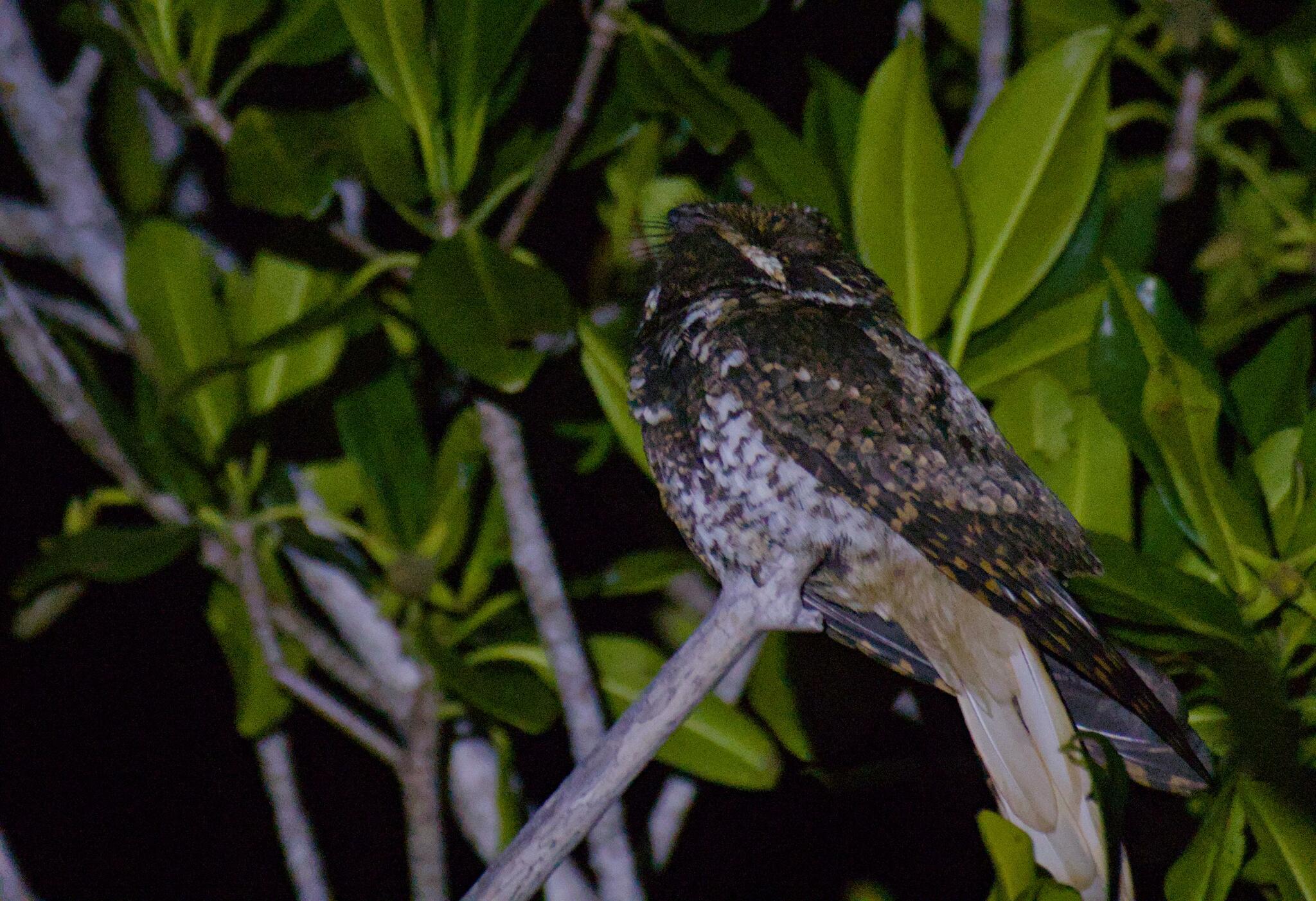 Yucatan Nightjar (Antrostomus badius), photo 2