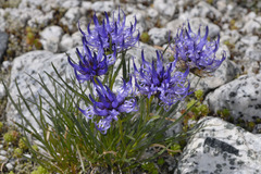 Phyteuma hedraianthifolium