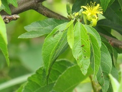 Grewia caffra
