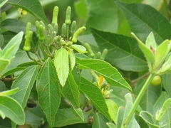 Grewia caffra