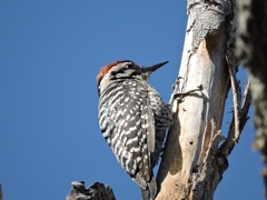 Dryobates scalaris