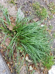 Poa annua