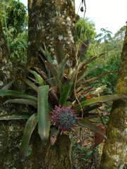 Aechmea mexicana
