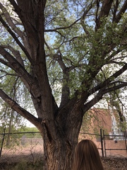 Populus deltoides wislizenii