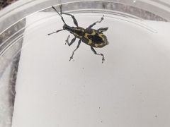 Exophthalmus nicaraguensis image