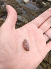 Cycloxanthops novemdentatus