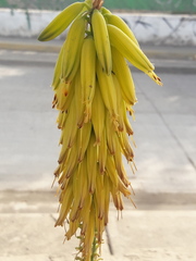 Aloe vera