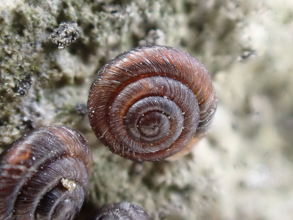 rock snail