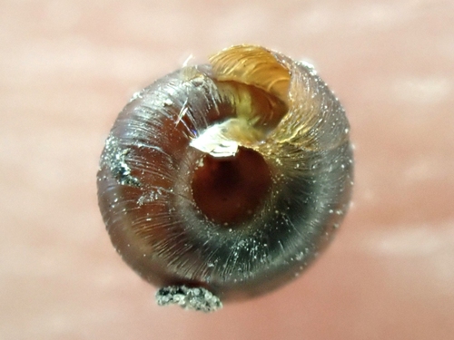 rock snail