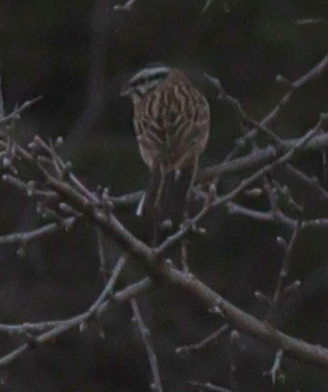 Rock Bunting