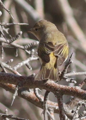 Eastern Bonelli's Warbler (Phylloscopus orientalis), photo 6