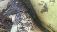 Ranitomeya variabilis