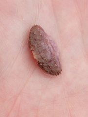 Cycloxanthops novemdentatus