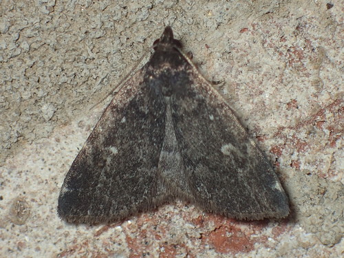 Julia's Idia Moth photo 4