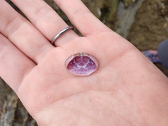 Cycloxanthops novemdentatus