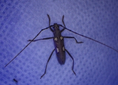 Eburia