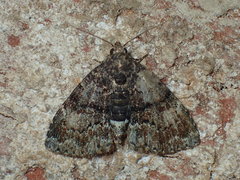 Metalectra richardsi