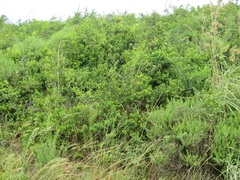 Grewia caffra