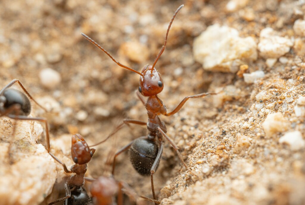 Myrmecocystus Mimicus From Santa Cruz County, Az, Usa On March 23, 2024 