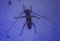 Eburia