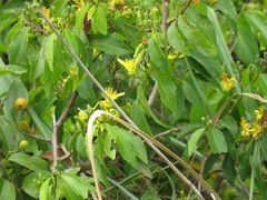 Grewia caffra