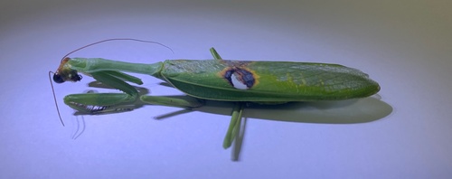 Argentine White-crested Mantis