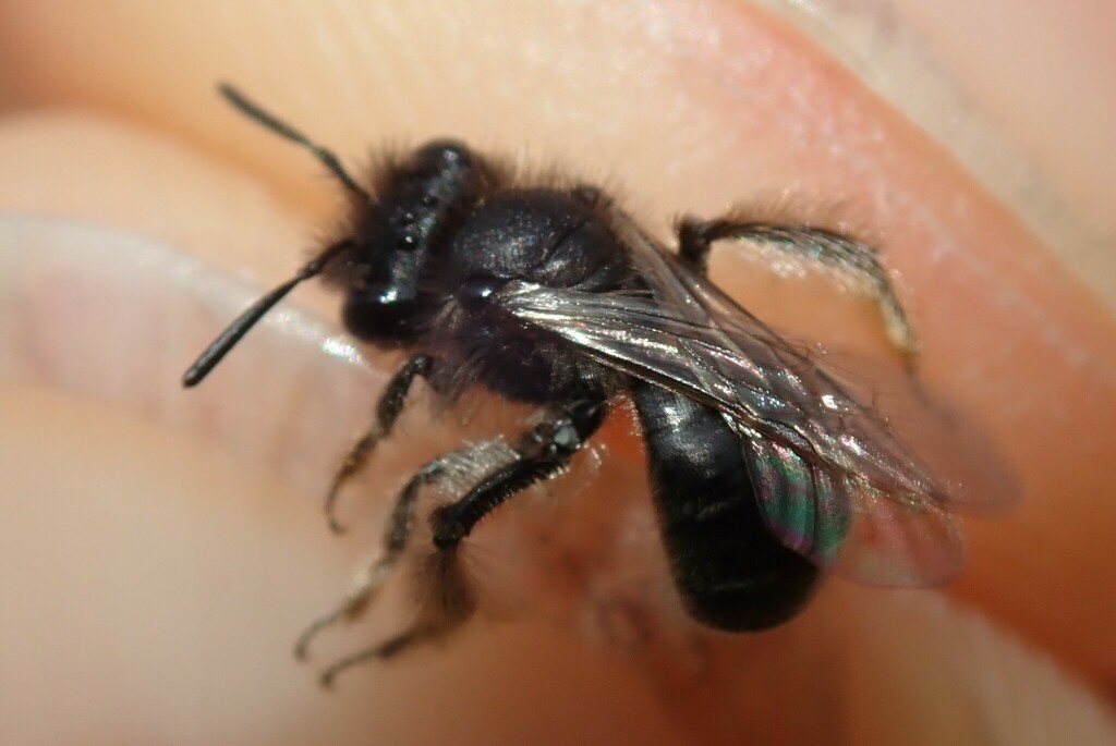 Andrena panurgina