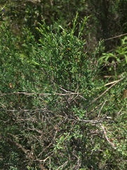 Polygonella americana