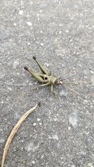 Ommatolampis perspicillata