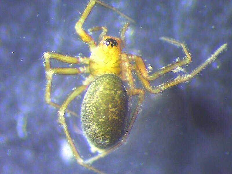 Centromerus succinus
