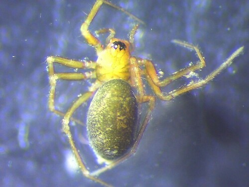 Centromerus succinus