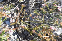 Agathosma lanceolata