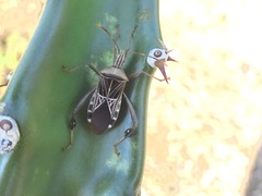 Leptoglossus subauratus