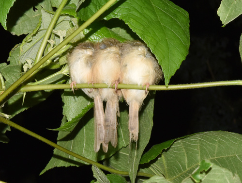 Prinia modeste (Prinia subflava)