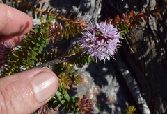 Agathosma lanceolata