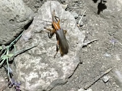 Pacificanthia consors