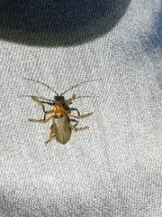 Pacificanthia consors