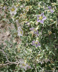 Lycium pallidum oligospermum